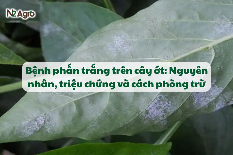 Bệnh phấn trắng trên cây ớt: Nguyên nhân, triệu chứng và cách phòng trừ-N2 Agro