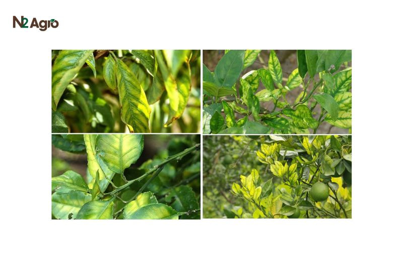Bệnh vàng lá gân xanh trên cam – Nguyên nhân, Triệu chứng và Cách phòng trừ hiệu quả Bệnh vàng lá gân xanh trên cam - Nguyên nhân, Triệu chứng và Cách phòng trừ hiệu quả