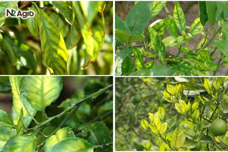 Bệnh vàng lá gân xanh trên chanh – nguyên nhân, tác hại và cách phòng trừ Phiến lá bị vàng nhưng gân lá vẫn xanh, đây là dấu hiệu đặc trưng của bệnh vàng lá gân xanh do vi khuẩn Candidatus Liberibacter spp. gây ra.