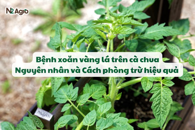 Bệnh xoăn vàng lá trên cà chua - Nguyên nhân và Cách phòng trừ hiệu quả 