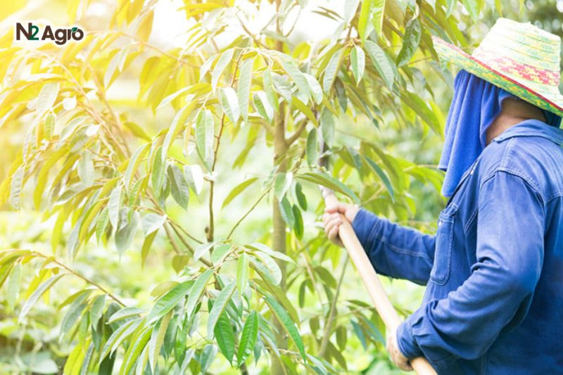 Bọ cánh cứng hại sầu riêng: Đặc điểm, tác hại và biện pháp phòng trừ Vệ sinh vườn sạch sẽ, tỉa cành tạo tán thông thoáng, tưới nước vừa đủ (2-3 lần/tuần), tránh ẩm ướt kéo dài giúp hạn chế môi trường sống của bọ.