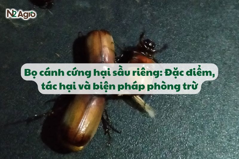 Bọ cánh cứng hại sầu riêng: Đặc điểm, tác hại và biện pháp phòng trừ-N2 Agro