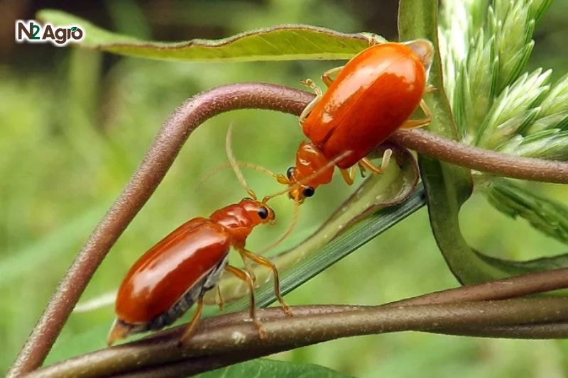 Bọ dưa hại dưa hấu - Biện pháp phòng trừ hiệu quả