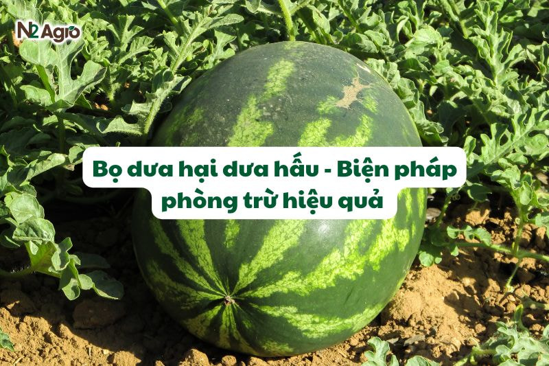 Bọ dưa hại dưa hấu - Biện pháp phòng trừ hiệu quả