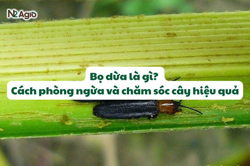 Bọ dừa là gì? Cách phòng ngừa và chăm sóc cây hiệu quả