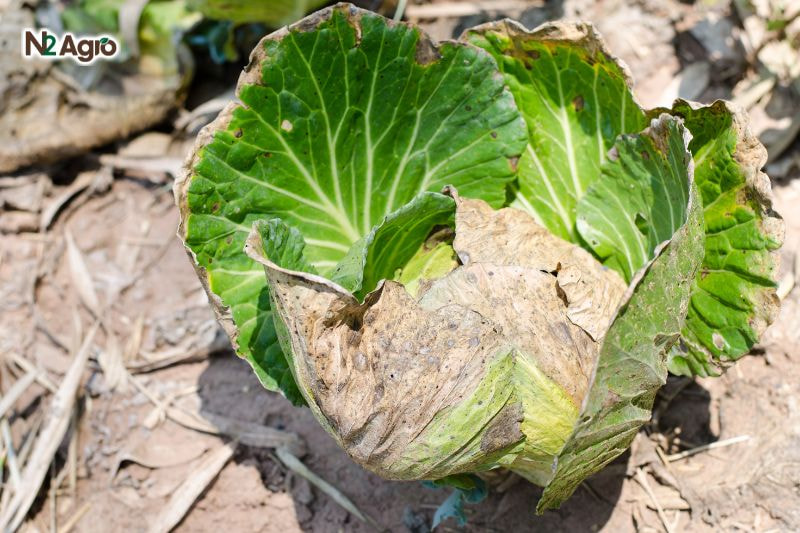 Bọ nhảy hại bắp cải – Nguyên nhân, Tác hại và Cách phòng trừ hiệu quả Bọ nhảy hại bắp cải - Nguyên nhân, Tác hại và Cách phòng trừ hiệu quả