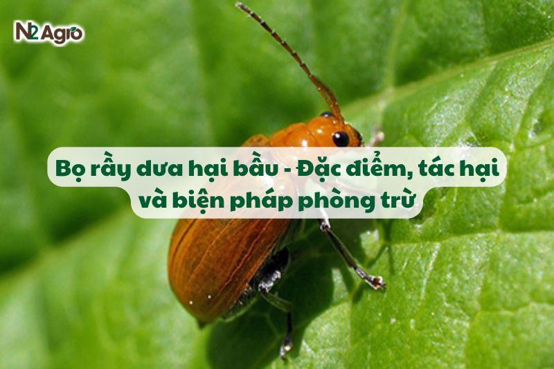 Bọ rầy dưa hại bầu - đặc điểm, tác hại và biện pháp phòng trừ-N2 Agro