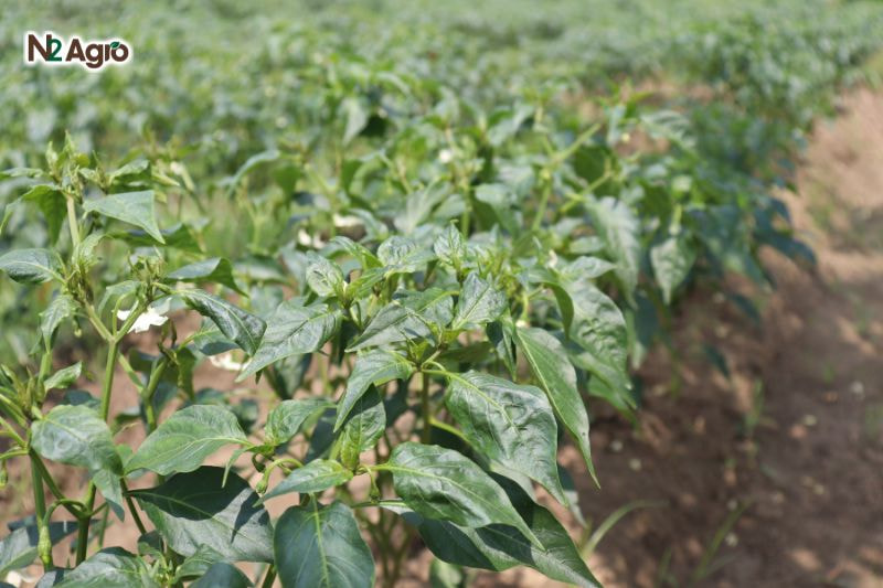 Bọ trĩ hại ớt – Biện pháp phòng trừ hiệu quả Bọ trĩ hại ớt - Biện pháp phòng trừ hiệu quả