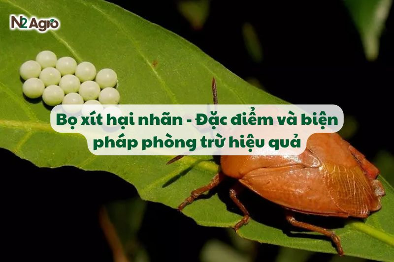 Bọ xít hại nhãn - Đặc điểm và biện pháp phòng trừ hiệu quả-N2 Agro