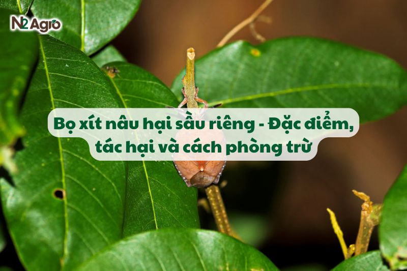 Bọ xít nâu hại sầu riêng - Đặc điểm, tác hại và cách phòng trừ-N2 Agro