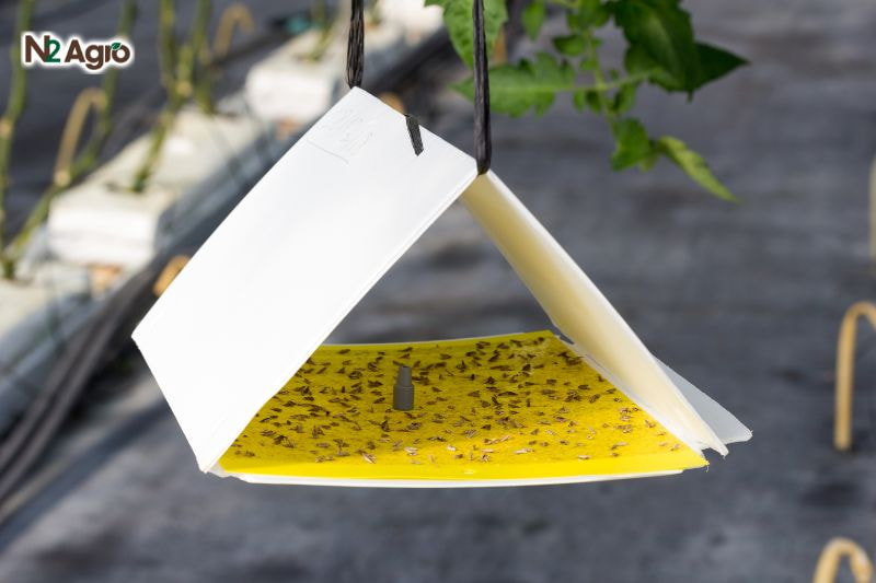 Bọ xít nâu hại sầu riêng – Đặc điểm, tác hại và cách phòng trừ Dùng bẫy ánh sáng, bẫy pheromone để kiểm soát số lượng bọ xít nâu trưởng thành.
