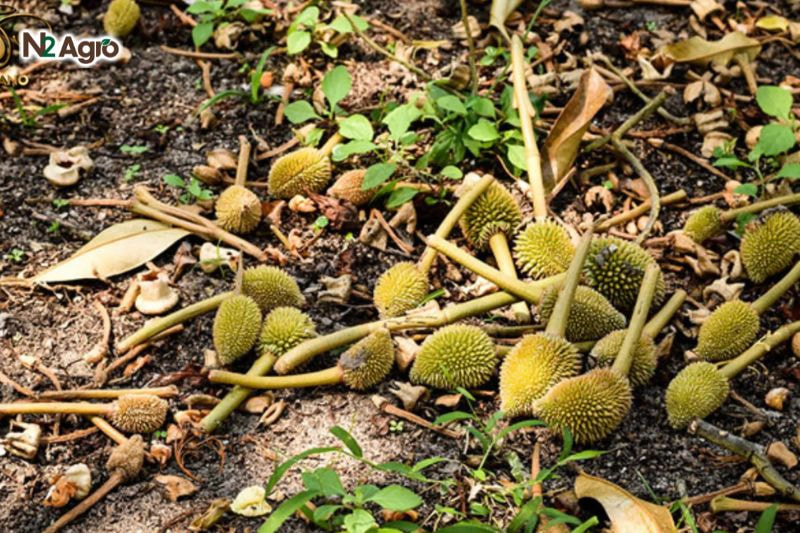 Bọ xít nâu hại sầu riêng – Đặc điểm, tác hại và cách phòng trừ Trái non bị sẹo, có các vết lõm trên vỏ, làm giảm giá trị thương phẩm, dễ bị loại khi xuất khẩu.