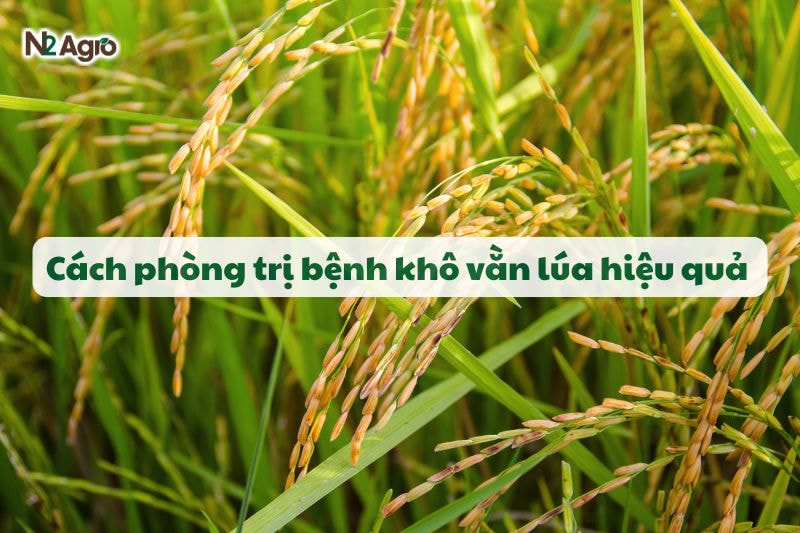 benh kho van tren lua