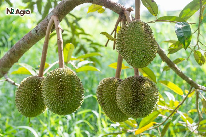Cách trồng sầu riêng đạt hiệu quả cao Cách trồng sầu riêng đạt hiệu quả cao