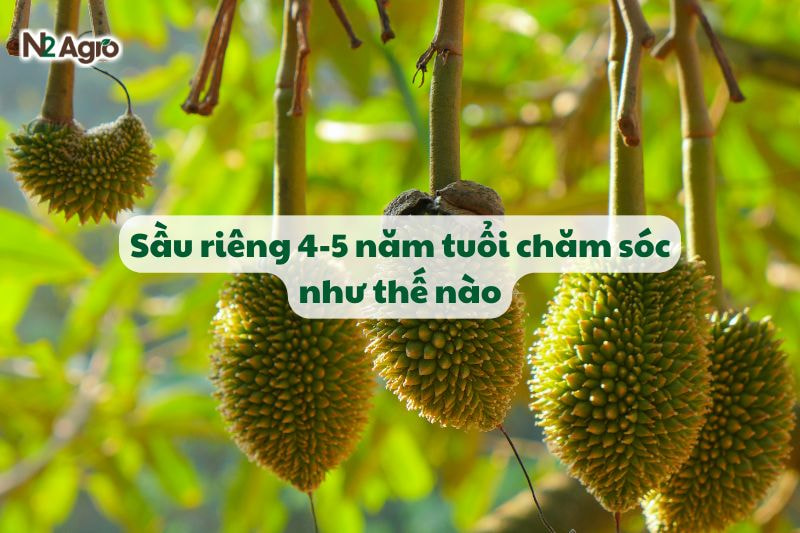 Chăm sóc sầu riêng 4 - 5 năm tuổi để đạt năng suất cao-N2 Agro