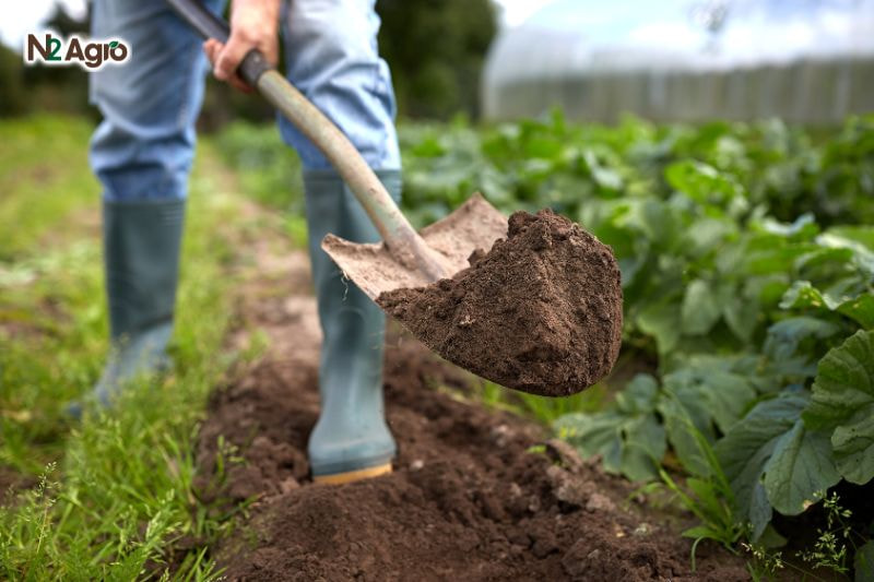 Hướng dẫn cải tạo đất trồng sầu riêng hiệu quả