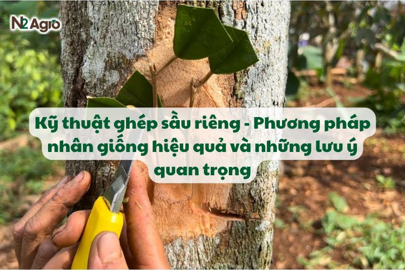 Kỹ thuật ghép sầu riêng - Phương pháp nhân giống hiệu quả và những lưu ý quan trọng-N2 Agro