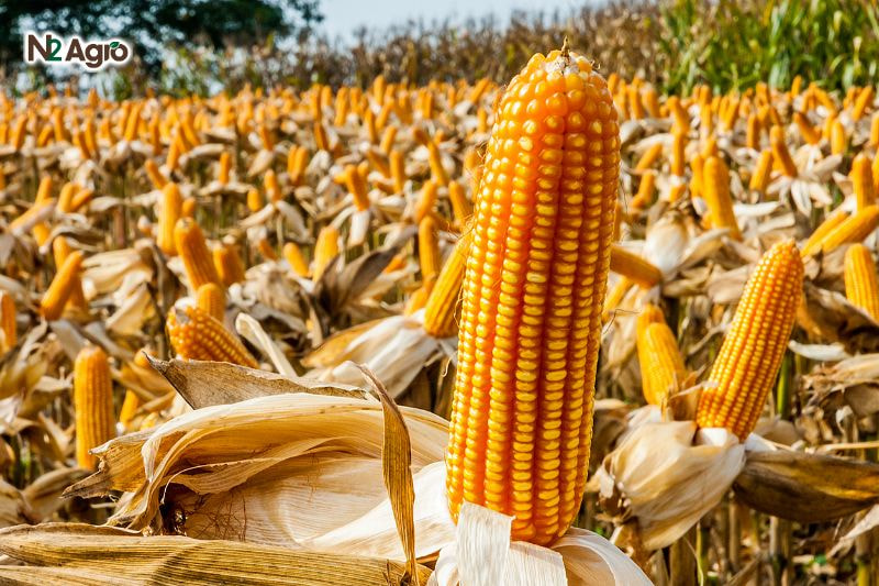 Kỹ thuật ngâm ủ hạt bắp đúng cách để tăng tỷ lệ nảy mầm Kỹ thuật ngâm ủ hạt bắp đúng cách để tăng tỷ lệ nảy mầm