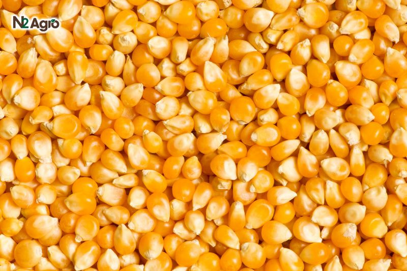 Kỹ thuật ngâm ủ hạt bắp đúng cách để tăng tỷ lệ nảy mầm Kỹ thuật ngâm ủ hạt bắp đúng cách để tăng tỷ lệ nảy mầm