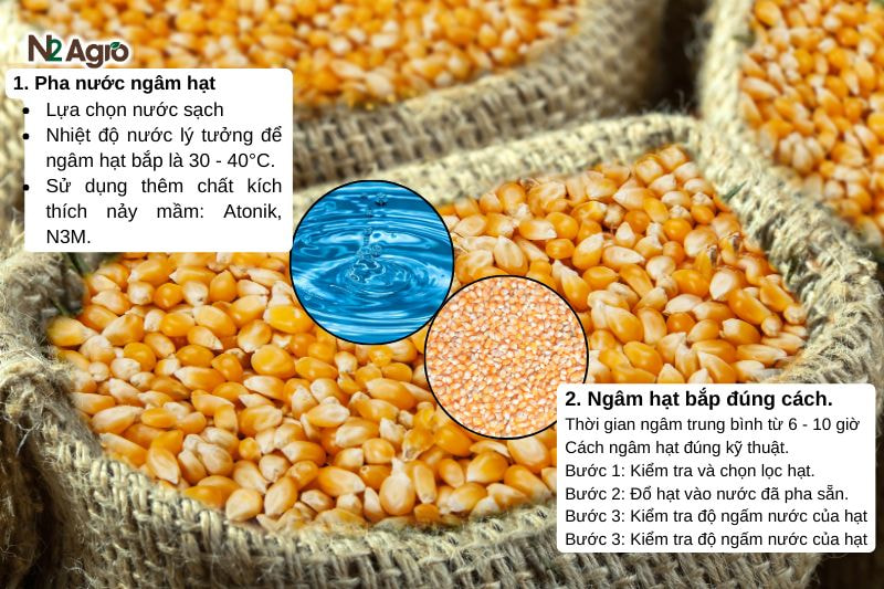 Kỹ thuật ngâm ủ hạt bắp đúng cách để tăng tỷ lệ nảy mầm Kỹ thuật ngâm ủ hạt bắp đúng cách để tăng tỷ lệ nảy mầm