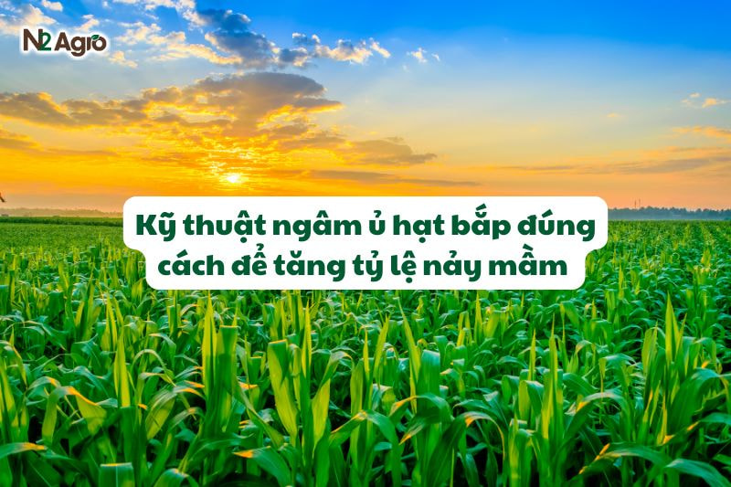 Kỹ thuật ngâm ủ hạt bắp đúng cách để tăng tỷ lệ nảy mầm 