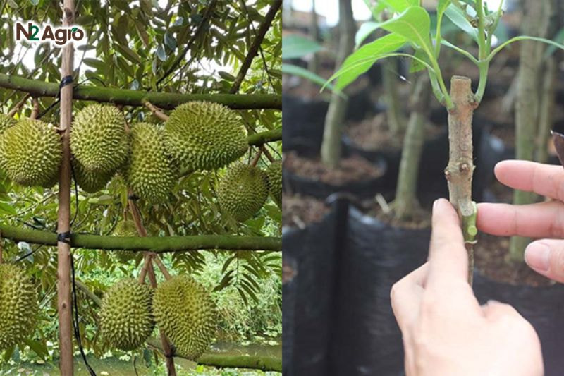 Kỹ thuật trồng sầu riêng chuồng bò – Hướng dẫn chi tiết Phương pháp chiết cành thường được áp dụng bằng cách chọn cành tốt, loại bỏ một phần vỏ, bọc đất và giữ ẩm để kích thích mọc rễ trước khi đem trồng.