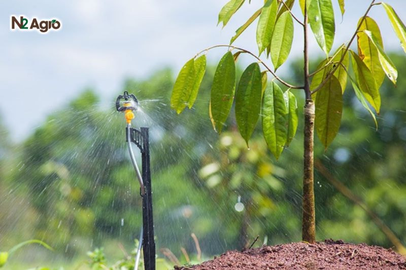 Kỹ thuật trồng sầu riêng chuồng bò – Hướng dẫn chi tiết Sầu riêng là cây trồng cần nhiều nước, đặc biệt trong mùa khô, do đó bà con cần tưới nước thường xuyên nhưng tránh gây ngập úng để bảo vệ bộ rễ.