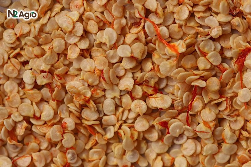 Kỹ thuật ươm hạt ớt hiệu quả – Hướng dẫn chi tiết Kỹ thuật ươm hạt ớt hiệu quả - Hướng dẫn chi tiết