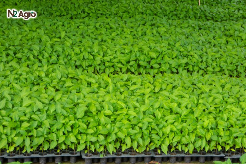 Kỹ thuật ươm hạt ớt hiệu quả – Hướng dẫn chi tiết Kỹ thuật ươm hạt ớt hiệu quả - Hướng dẫn chi tiết