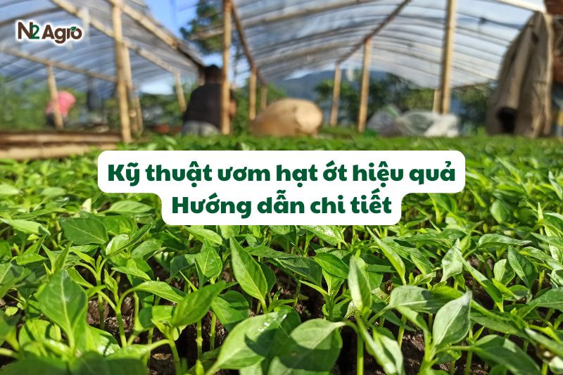 Kỹ thuật ươm hạt ớt hiệu quả - Hướng dẫn chi tiết