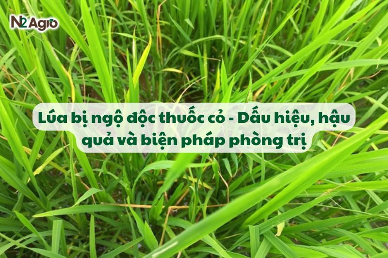 Lúa bị ngộ độc thuốc cỏ - Dấu hiệu, hậu quả và biện pháp phòng trị-N2 Agro