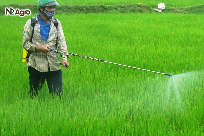 Lúa bị ngộ độc thuốc cỏ – Dấu hiệu, hậu quả và biện pháp phòng trị Sử dụng các sản phẩm giúp tăng sức đề kháng cho cây