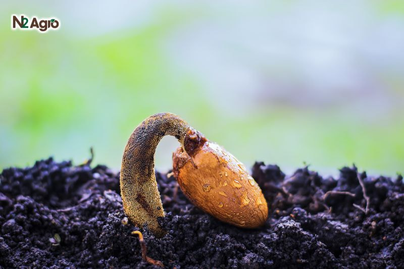 Nhân giống sầu riêng – Các phương pháp hiệu quả nhất Nhân giống sầu riêng - Các phương pháp hiệu quả nhất