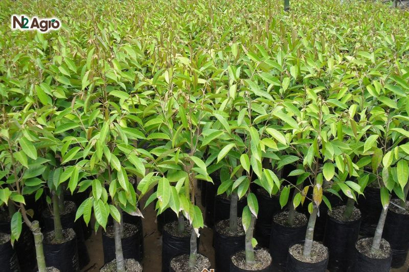 Nhân giống sầu riêng – Các phương pháp hiệu quả nhất Nhân giống sầu riêng - Các phương pháp hiệu quả nhất