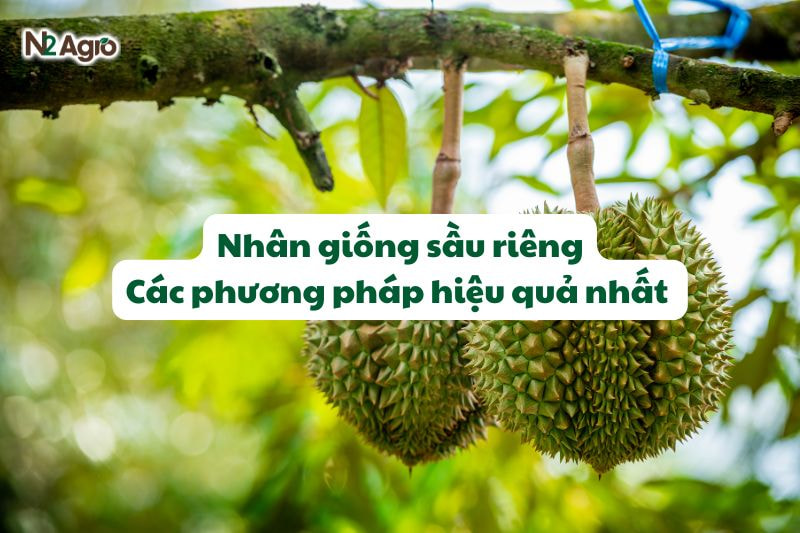 Nhân giống sầu riêng - Các phương pháp hiệu quả nhất