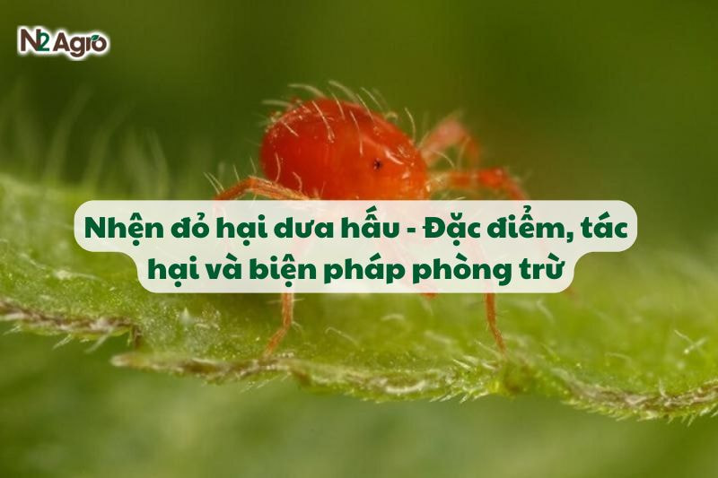 Nhện đỏ hại dưa hấu - Đặc điểm, tác hại và biện pháp phòng trừ-N2 Agro