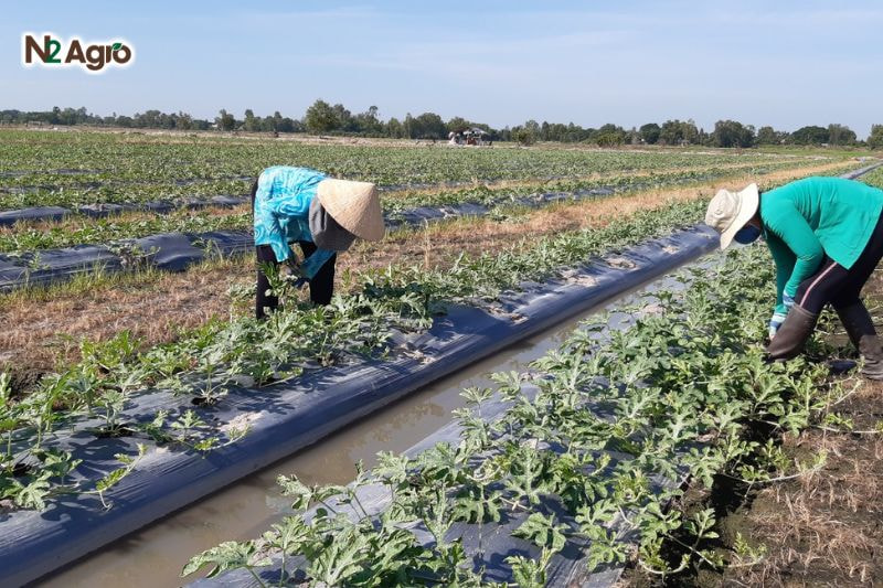 Nhện đỏ hại dưa hấu – Đặc điểm, tác hại và biện pháp phòng trừ Luân canh cây trồng - Không trồng liên tục dưa hấu trên cùng một diện tích