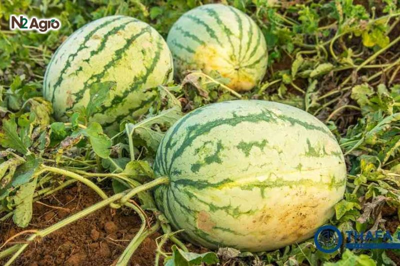 Nhện đỏ hại dưa hấu – Đặc điểm, tác hại và biện pháp phòng trừ Trái phát triển kém - Dưa hấu bị biến dạng, mất màu, giảm trọng lượng, không đạt tiêu chuẩn thương phẩm.