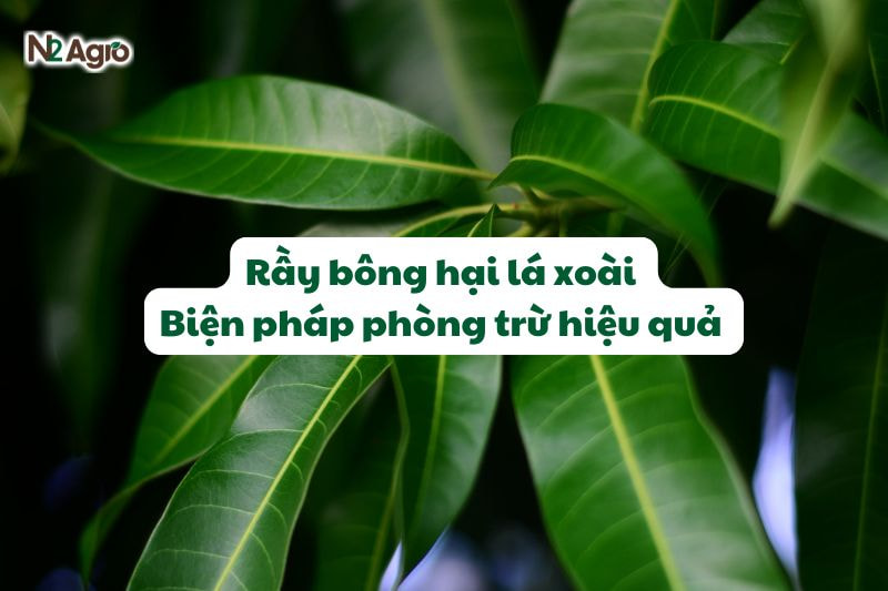 Rầy bông hại lá xoài - Biện pháp phòng trừ hiệu quả 