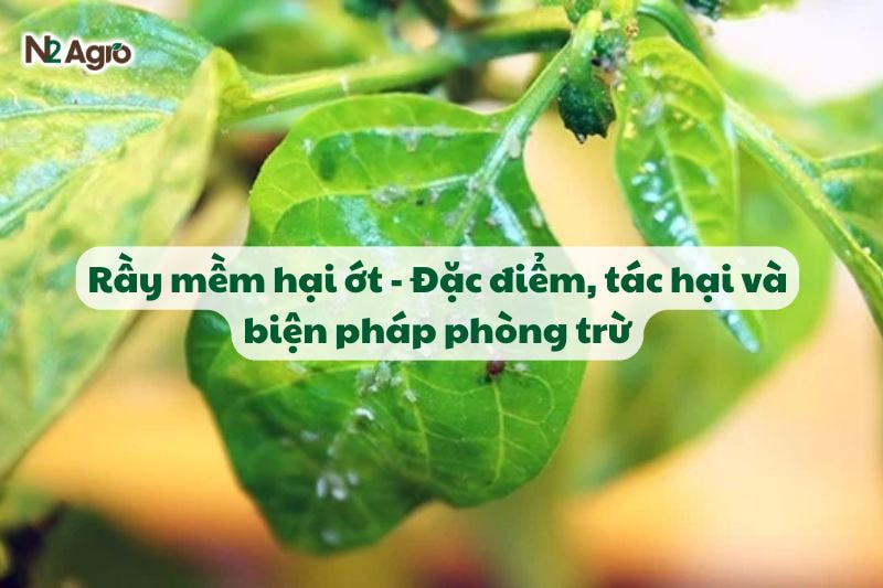 Rầy mềm hại ớt - Đặc điểm, tác hại và biện pháp phòng trừ-N2 Agro