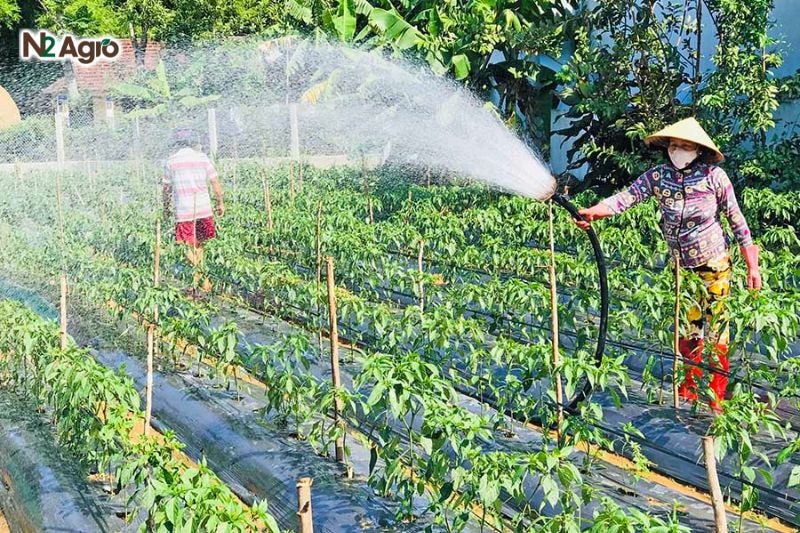 Rầy mềm hại ớt – Đặc điểm, tác hại và biện pháp phòng trừ Duy trì độ ẩm vừa đủ, tránh để đất quá khô nóng, vì đây là điều kiện thuận lợi để rầy mềm sinh sôi.