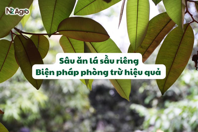 Sâu ăn lá sầu riêng - Biện pháp phòng trừ hiệu quả 