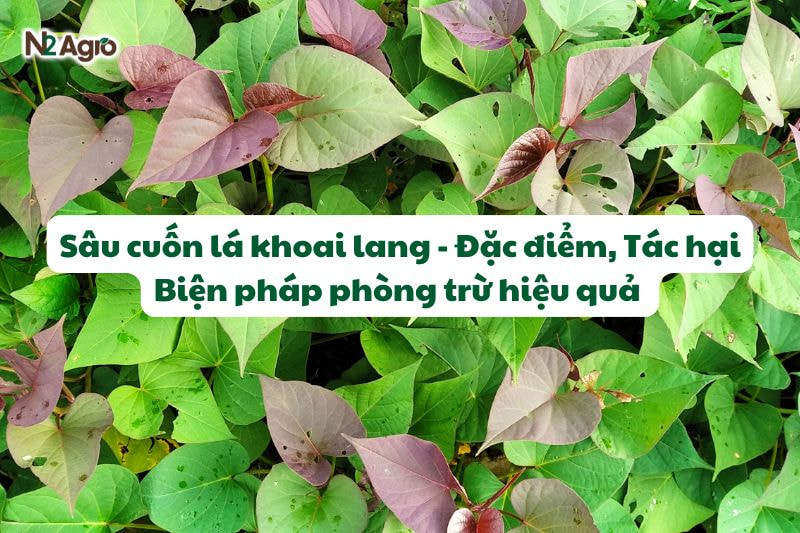 Sâu cuốn lá khoai lang - Đặc điểm, Tác hại và Biện pháp phòng trừ hiệu quả 