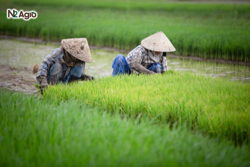 Sâu đục thân hai chấm hại lúa – Biện pháp phòng trừ hiệu quả Sâu đục thân hai chấm hại lúa - Biện pháp phòng trừ hiệu quả