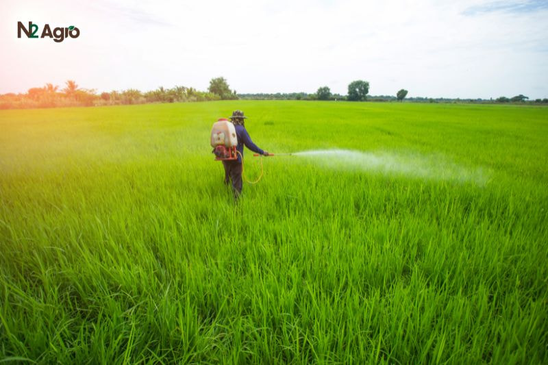 Sâu đục thân hai chấm hại lúa – Biện pháp phòng trừ hiệu quả Sâu đục thân hai chấm hại lúa - Biện pháp phòng trừ hiệu quả