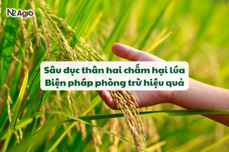 Sâu đục thân hai chấm hại lúa - Biện pháp phòng trừ hiệu quả