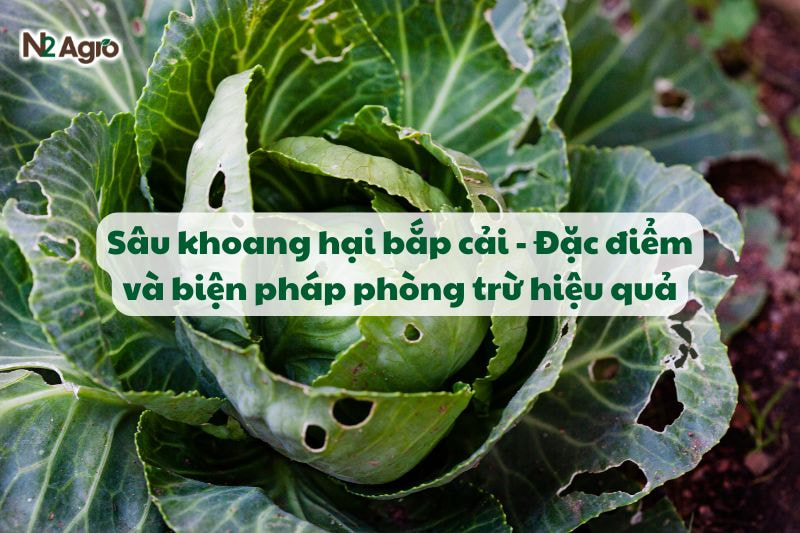 Sâu khoang hại bắp cải - Đặc điểm và biện pháp phòng trừ hiệu quả-N2 Agro