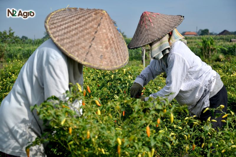 Sâu khoang hại ớt – Biện pháp phòng trừ hiệu quả Sâu khoang hại ớt - Biện pháp phòng trừ hiệu quả