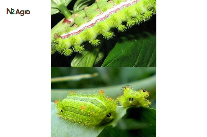 Sâu nái hại xoài – Kẻ thù nguy hiểm đối với loại cây này Sâu nái hại xoài - Kẻ thù nguy hiểm đối với loại cây này