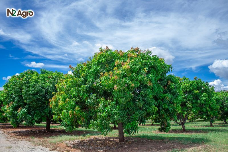 Sâu nái hại xoài – Kẻ thù nguy hiểm đối với loại cây này Sâu nái hại xoài - Kẻ thù nguy hiểm đối với loại cây này